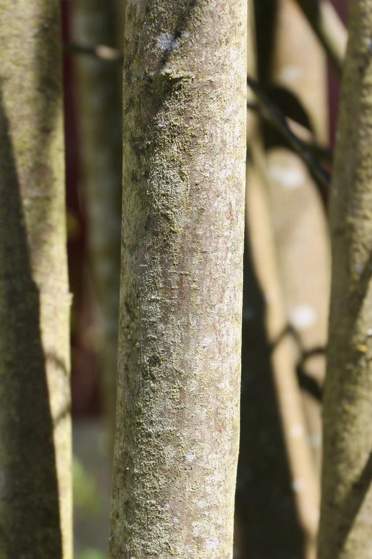 Image of Amelanchier spicata specimen.