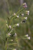 Erigeron acris. Верхушка цветущего растения. Башкортостан, окр. г. Стерлитамак, дно оврага, поляна среди древесно-кустарниковых зарослей, разнотравный луг. 30.06.2020.