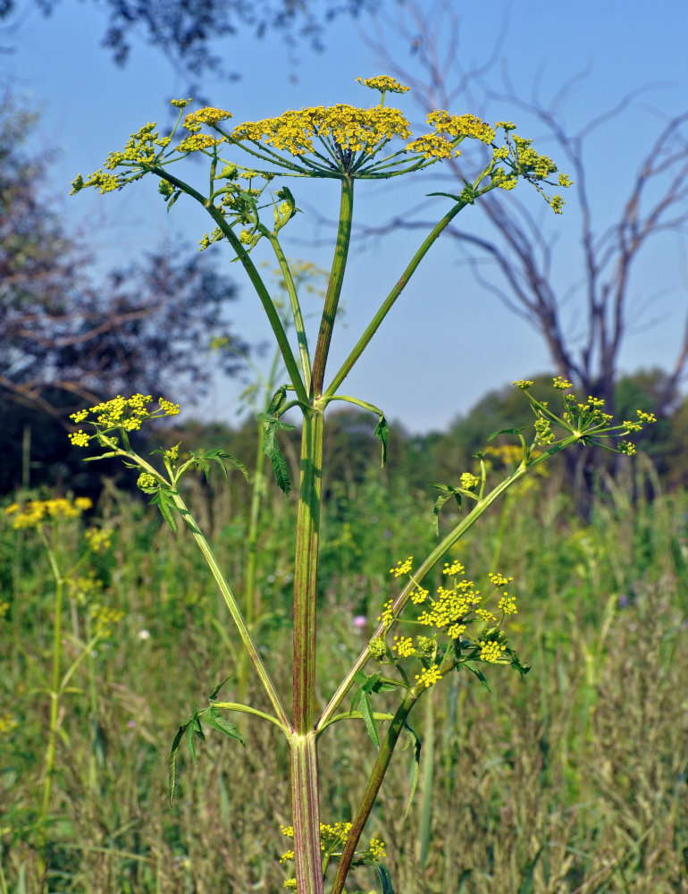 Image of Pastinaca sativa specimen.