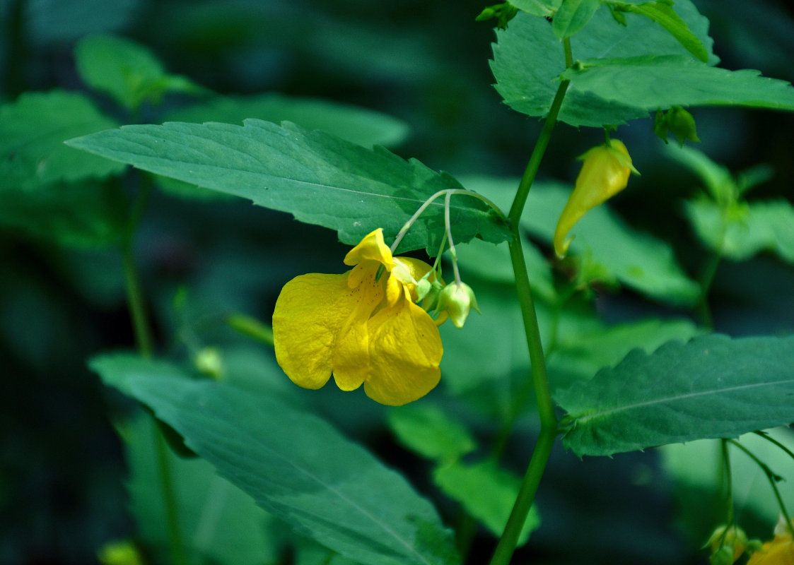 Изображение особи Impatiens noli-tangere.