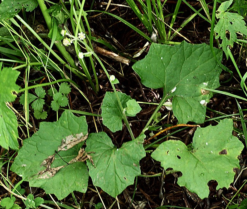 Image of Adenocaulon adhaerescens specimen.