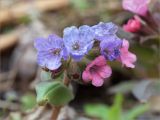 Pulmonaria obscura. Цветки. Ленинградская обл., Ломоносовский р-н, долина р. Шингарка, разнотравный луг на известняке. 18.04.2020.