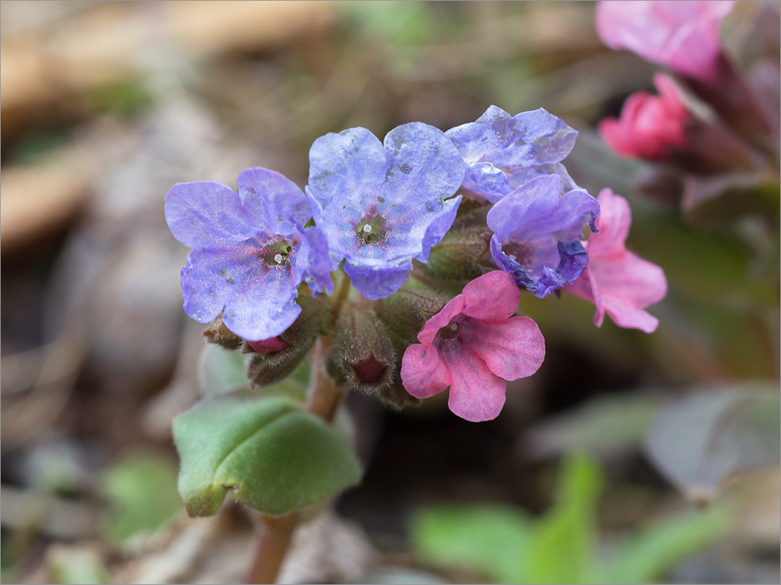 Изображение особи Pulmonaria obscura.