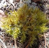 Dicranum polysetum
