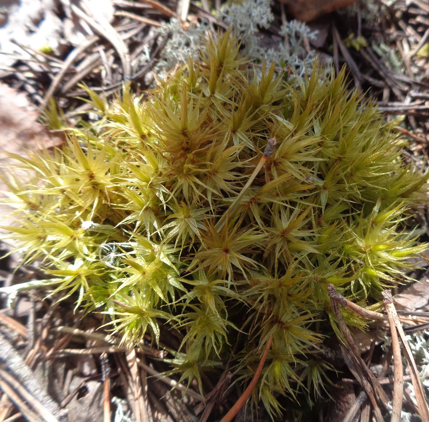 Image of Dicranum polysetum specimen.