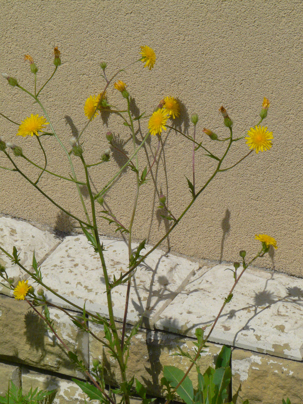 Image of Crepis rhoeadifolia specimen.