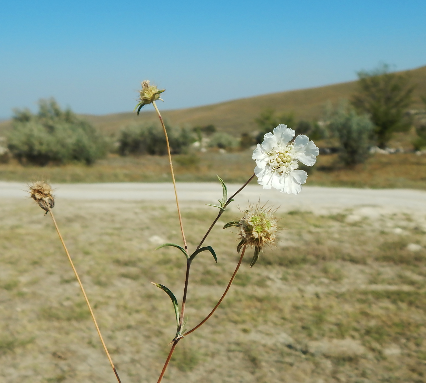 Image of Lomelosia argentea specimen.