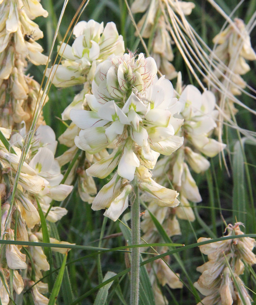 Image of Hedysarum grandiflorum specimen.