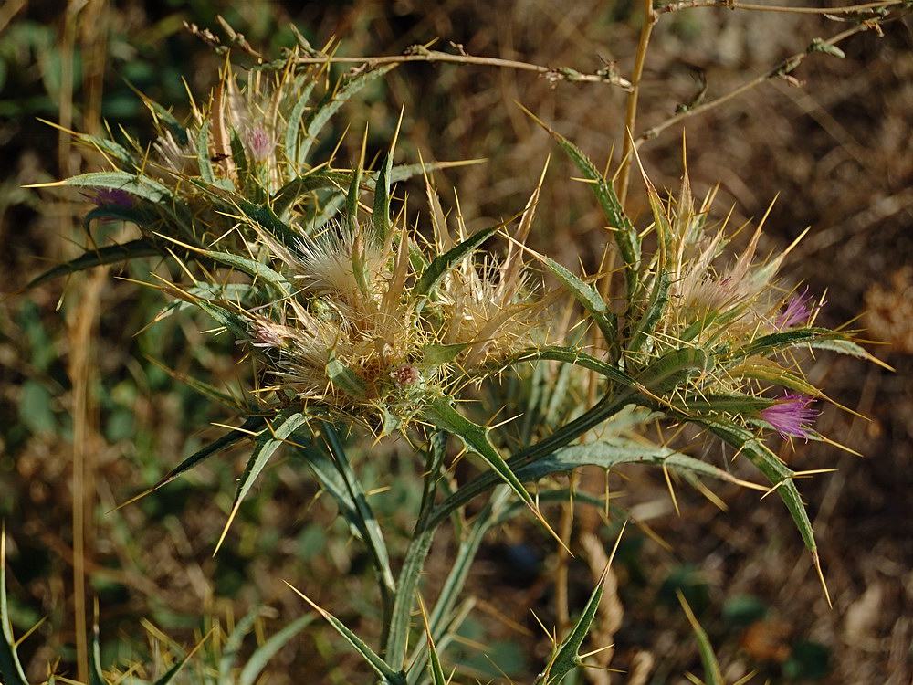 Image of Picnomon acarna specimen.