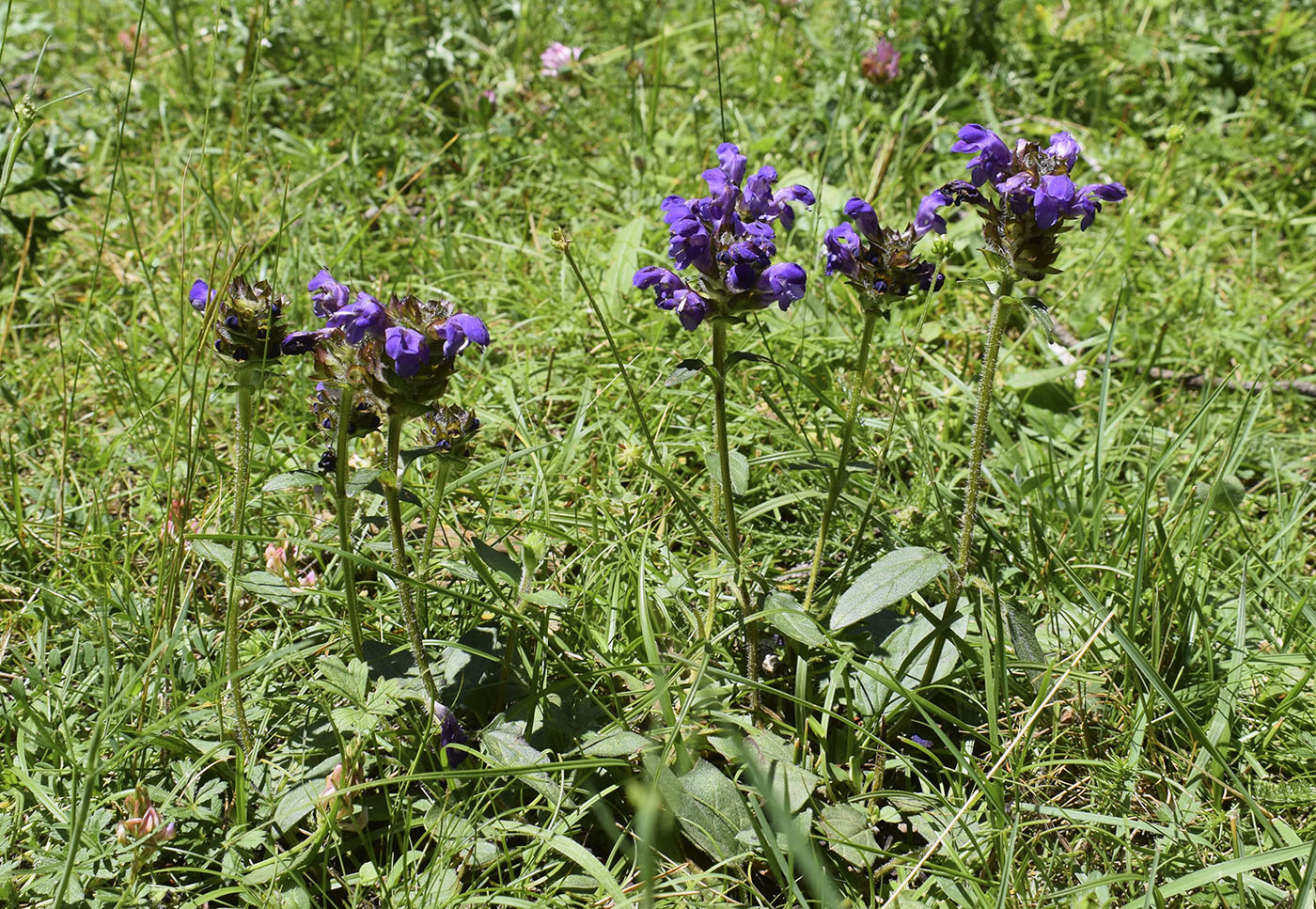 Image of Prunella grandiflora specimen.