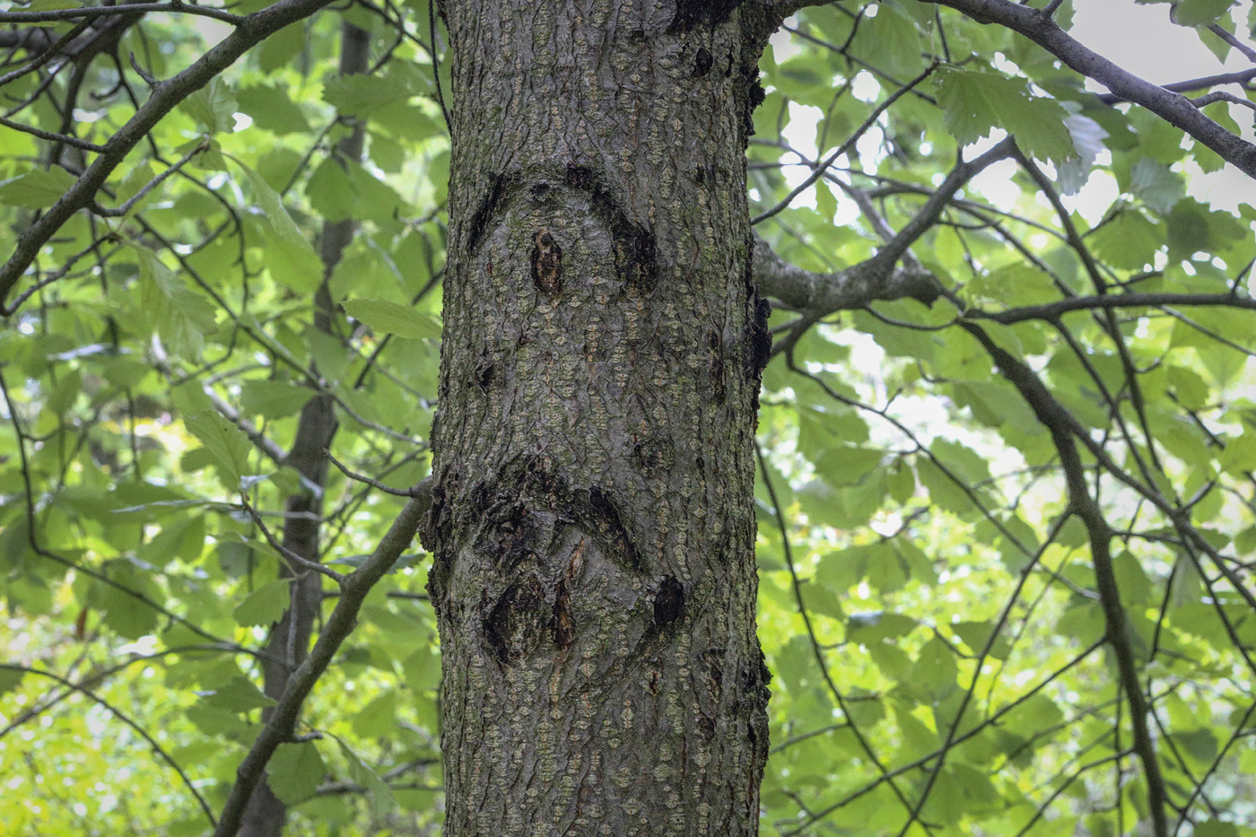 Image of Sorbus takhtajanii specimen.