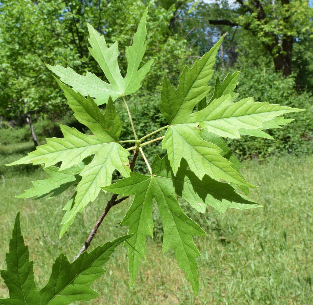 Image of Acer saccharinum specimen.