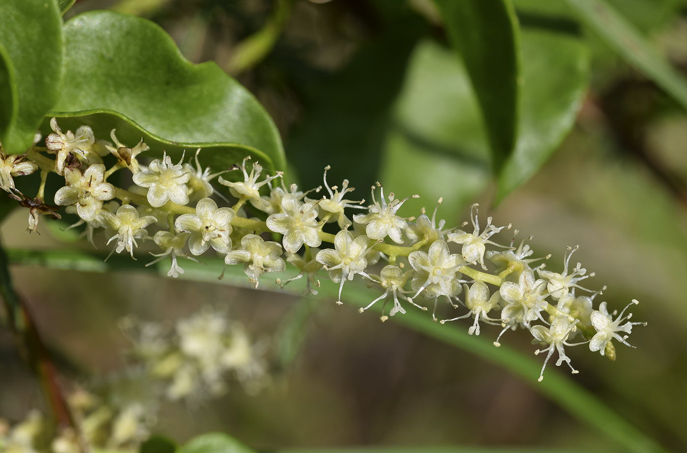 Image of Anredera cordifolia specimen.