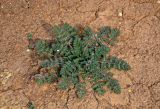 Erodium cicutarium. Отцветшее растение. Тульская обл., Узловский р-н, Романцевские горы, глинистый берег карьера. 03.10.2020.