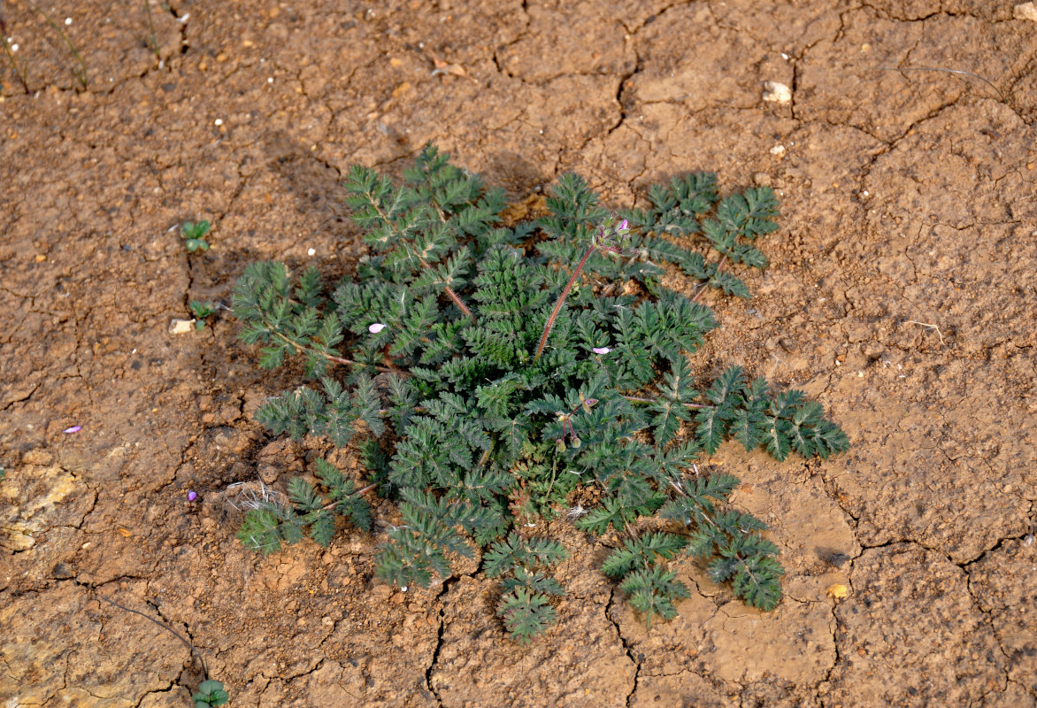 Изображение особи Erodium cicutarium.