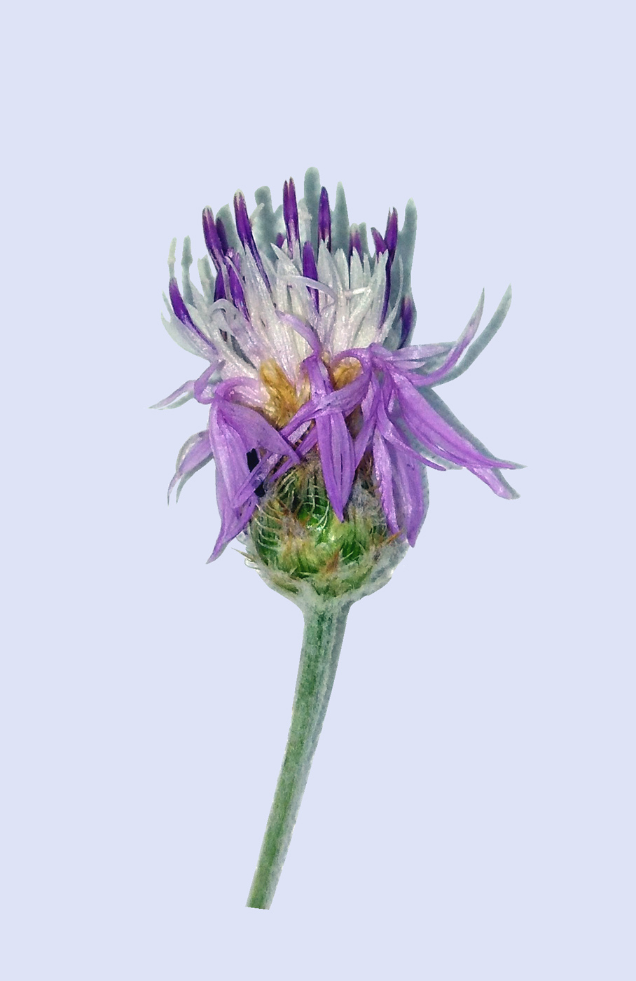 Image of Centaurea ovina specimen.