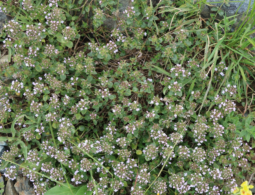 Изображение особи Thymus grossheimii.