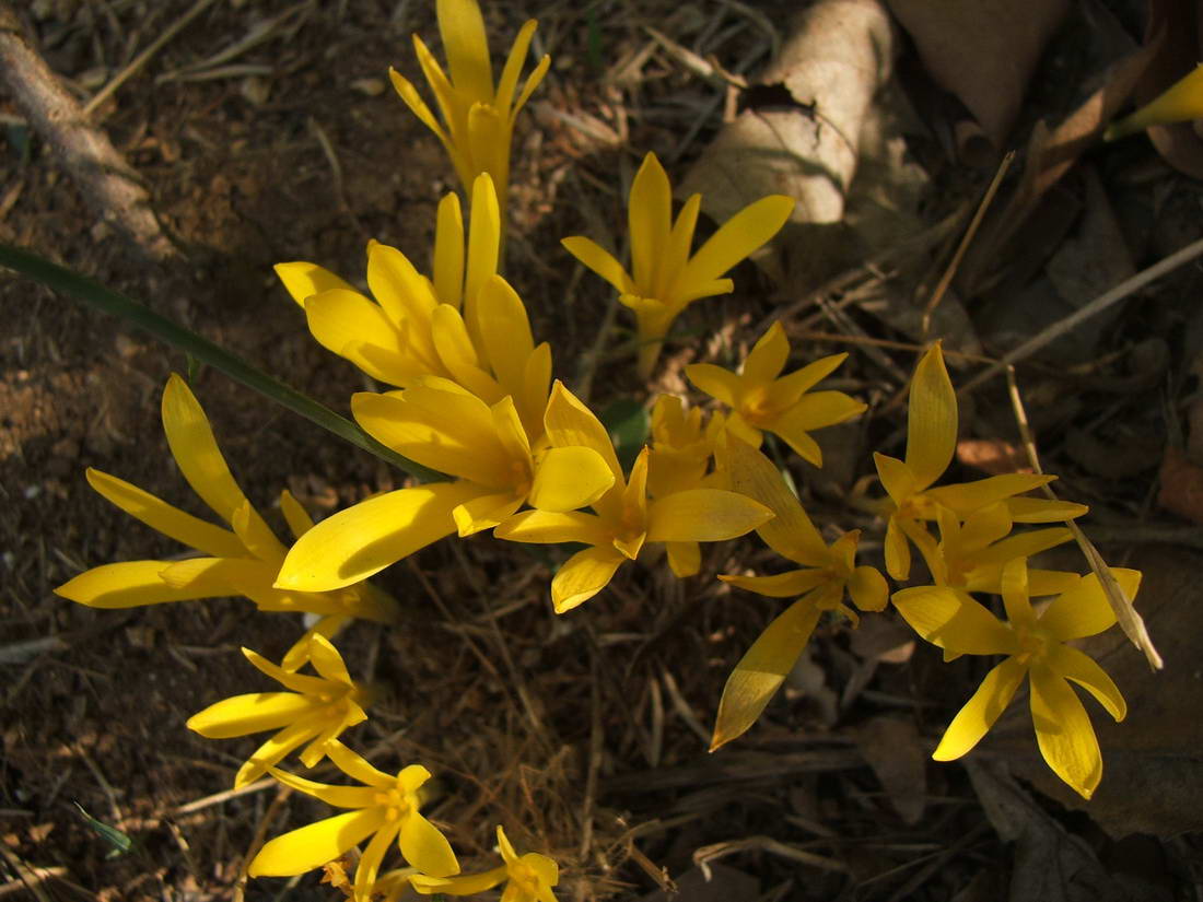 Image of Sternbergia colchiciflora specimen.