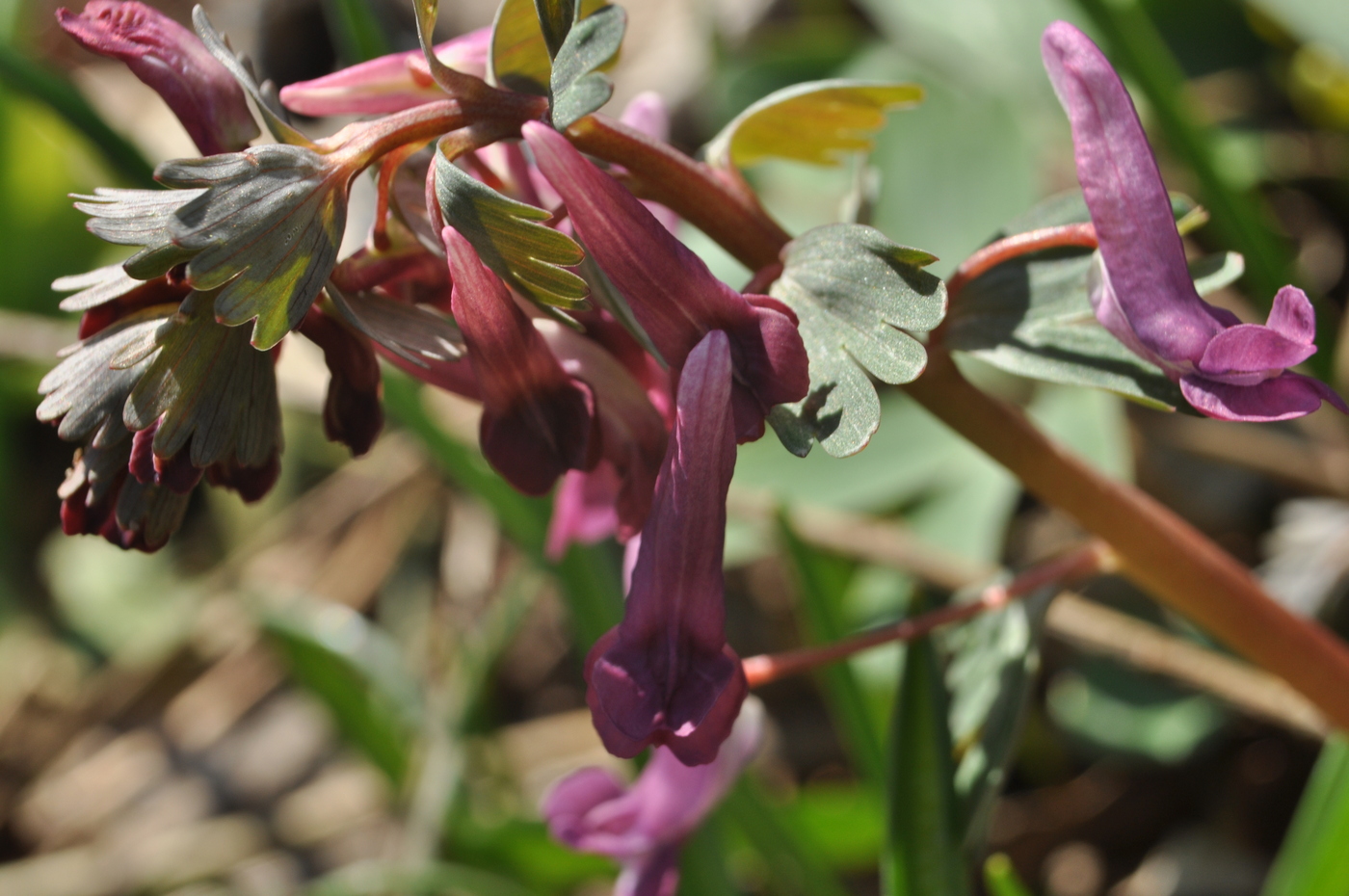 Image of Corydalis solida specimen.