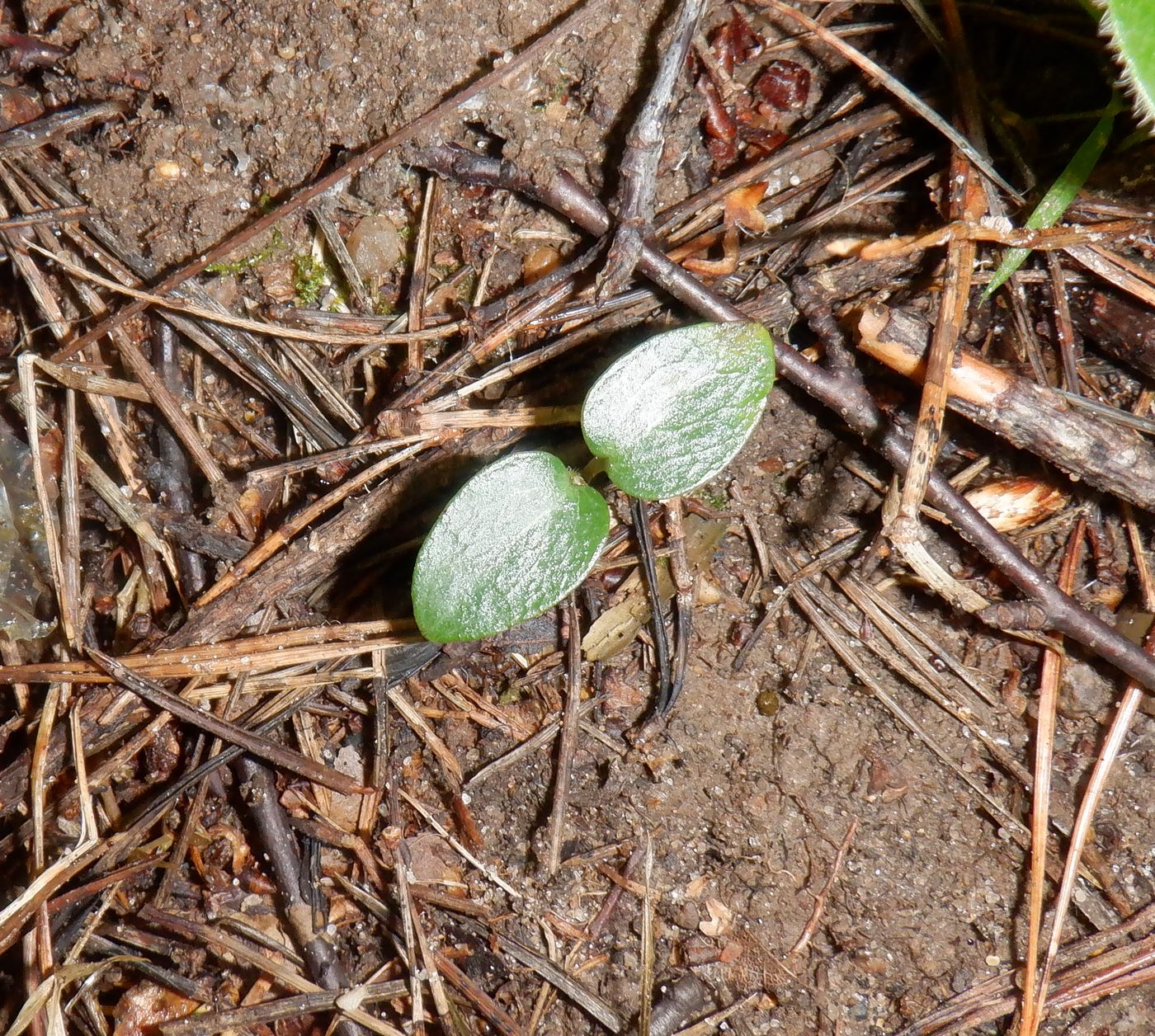 Image of Euonymus verrucosus specimen.