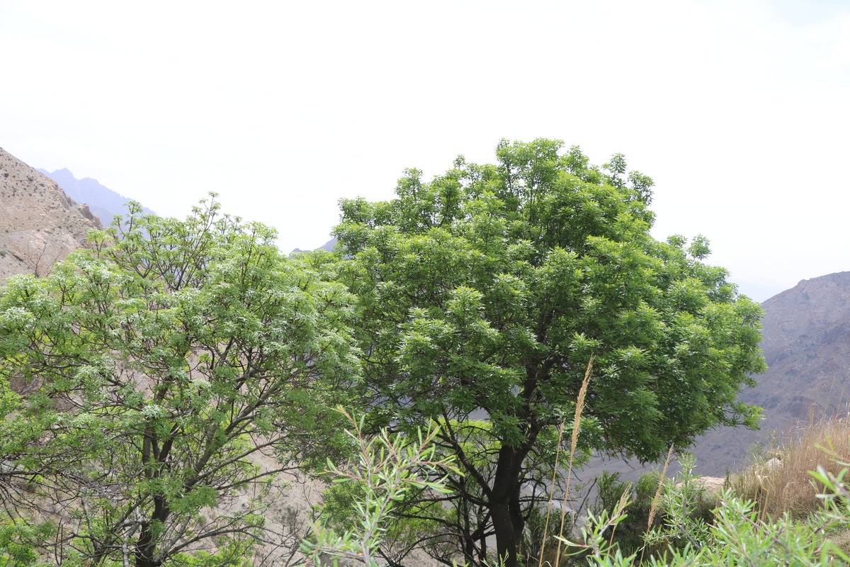 Image of Fraxinus excelsior specimen.