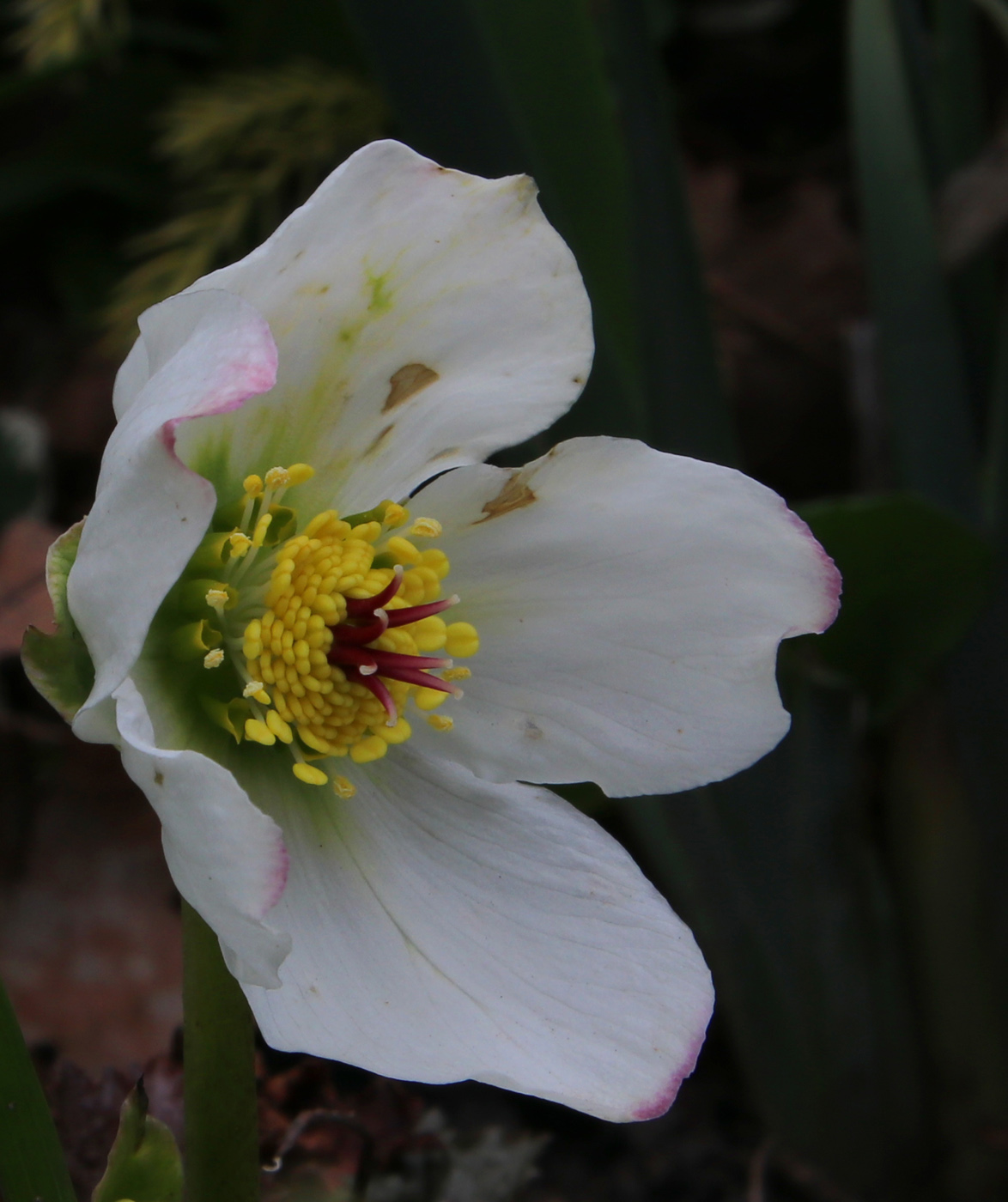 Image of Helleborus niger specimen.