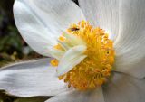 Pulsatilla vernalis