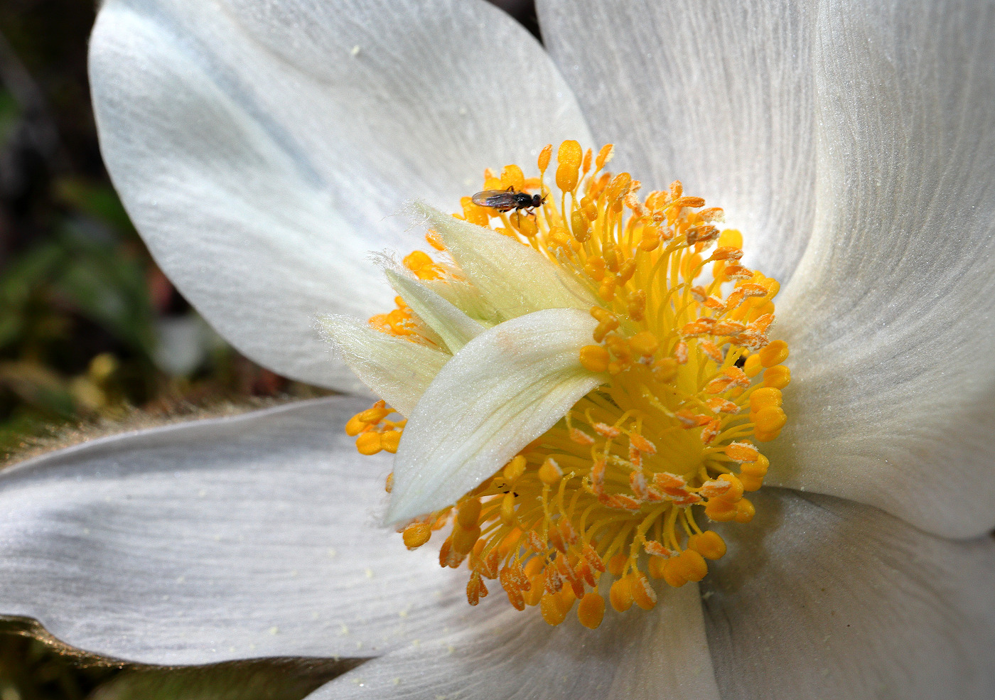 Image of Pulsatilla vernalis specimen.