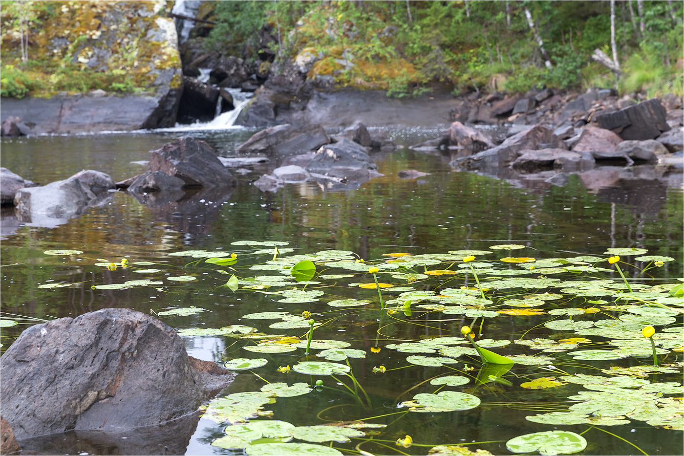 Image of Nuphar lutea specimen.