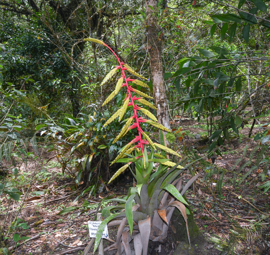 Image of Tillandsia fendleri specimen.