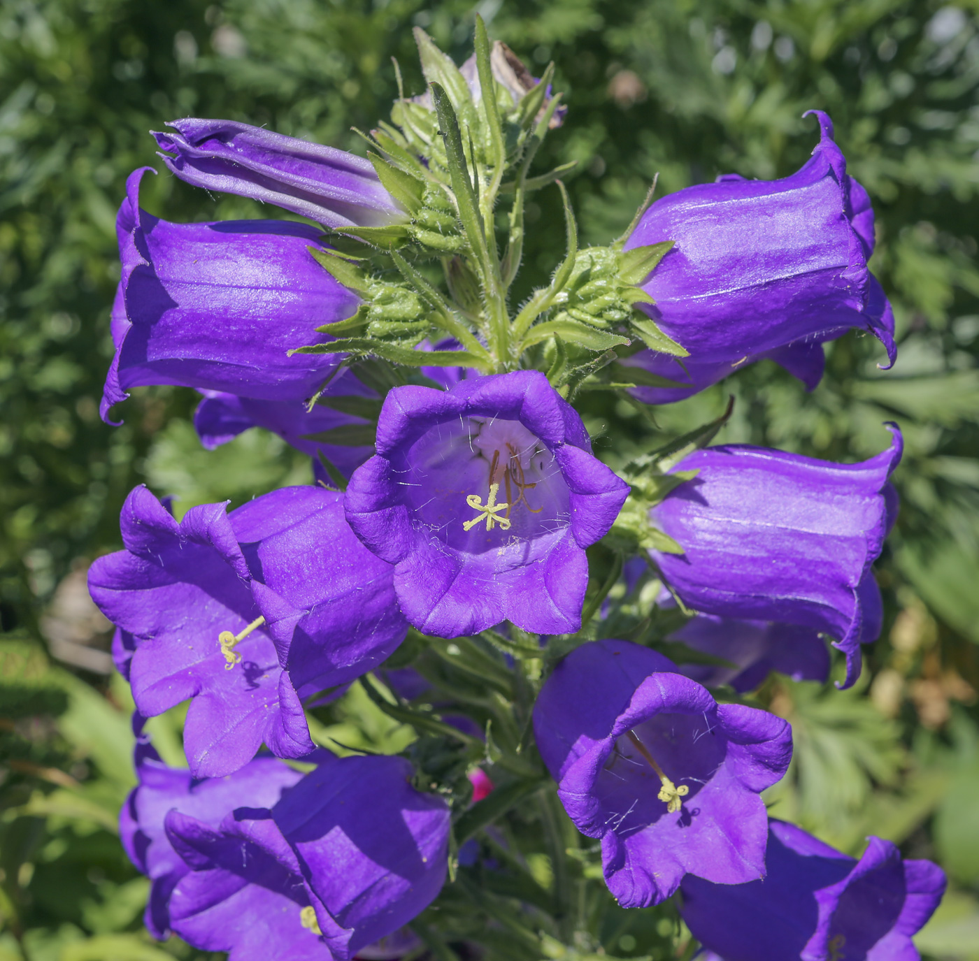 Image of Campanula medium specimen.