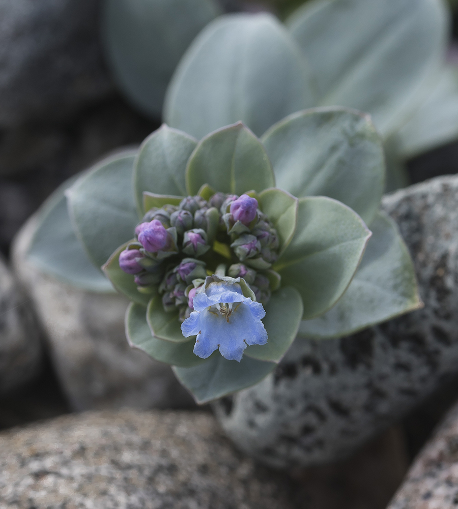 Изображение особи Mertensia maritima.