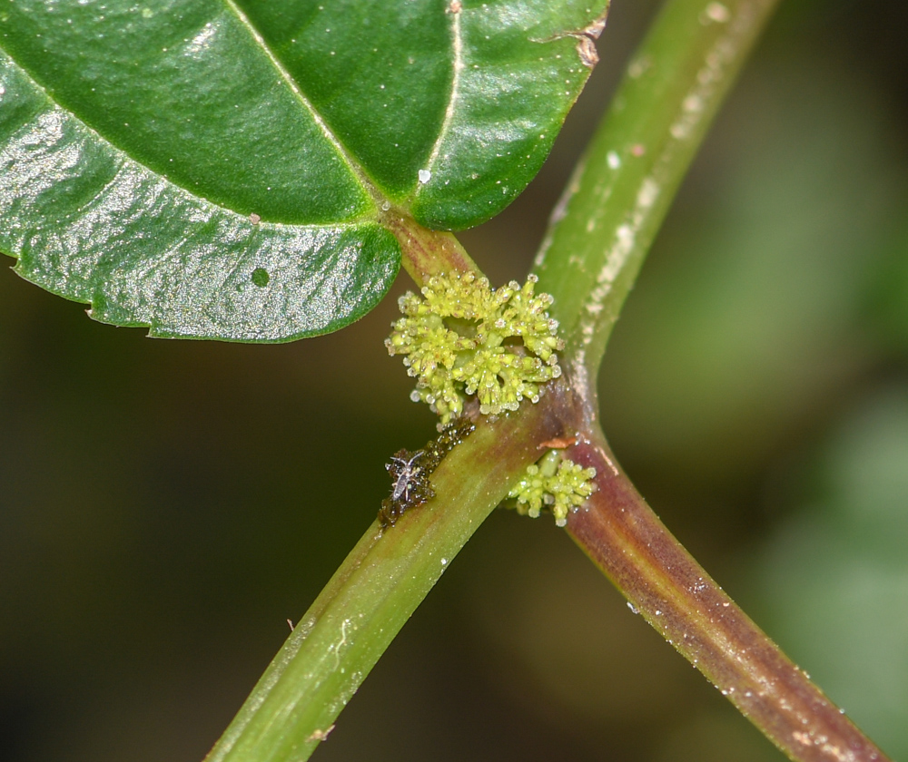 Image of genus Pilea specimen.