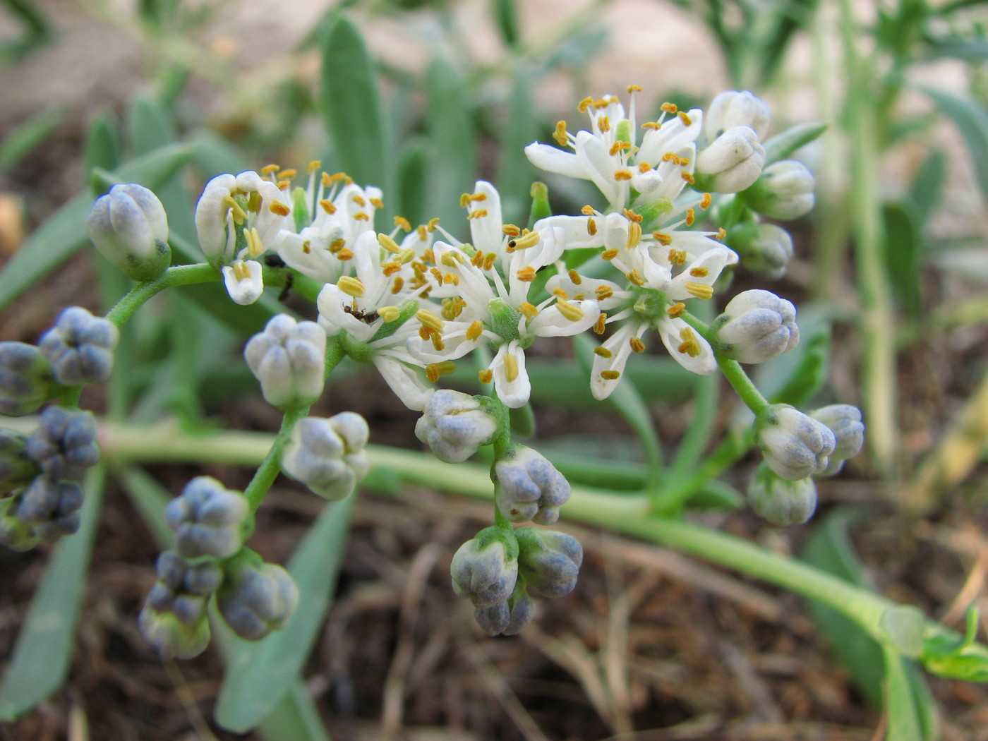 Image of Nitraria komarovii specimen.