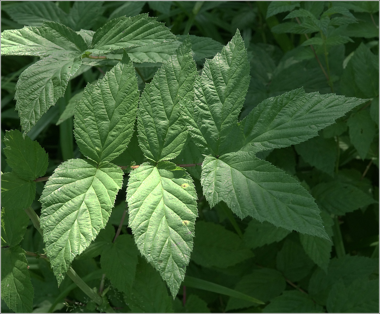 Image of Filipendula ulmaria specimen.