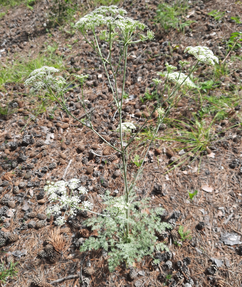 Изображение особи семейство Apiaceae.