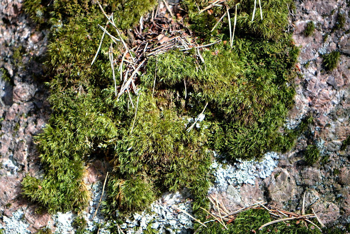 Image of familia Dicranaceae specimen.