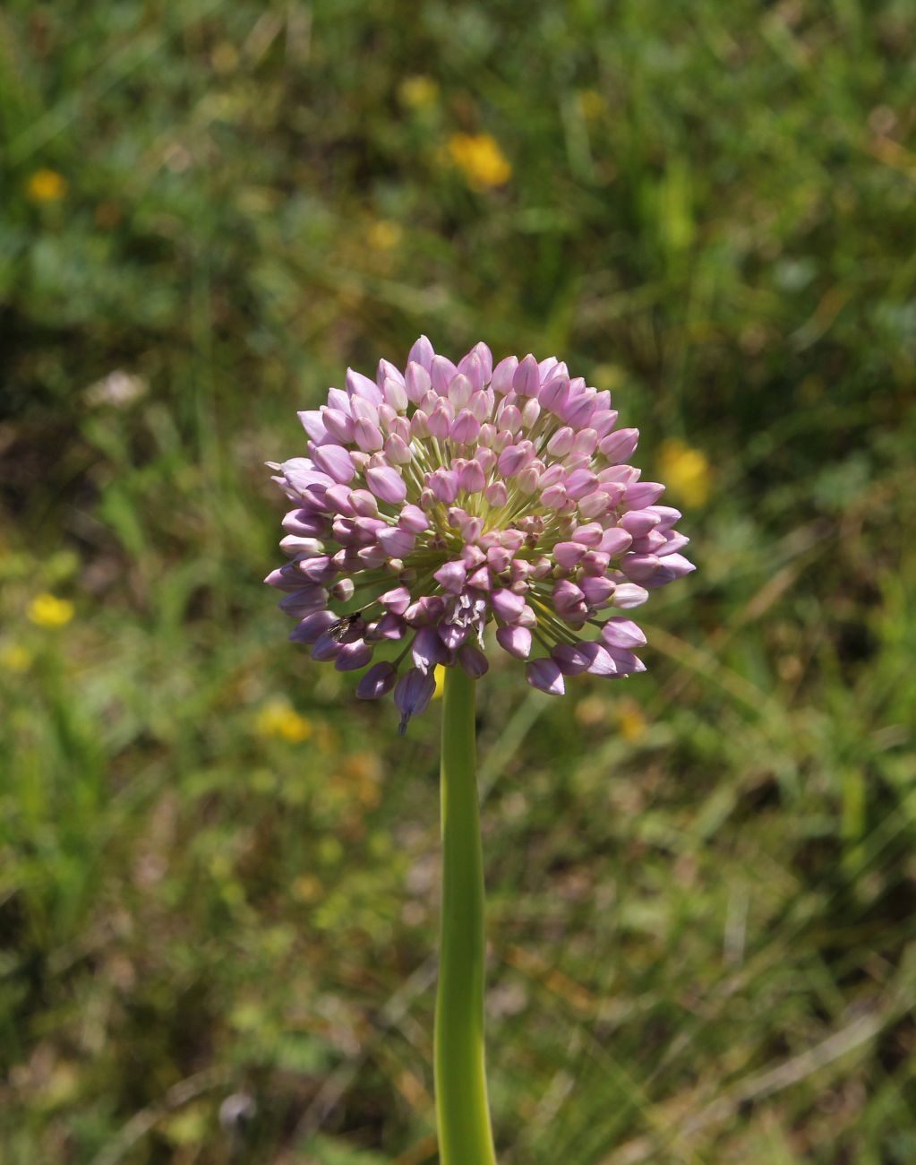 Image of Allium nutans specimen.