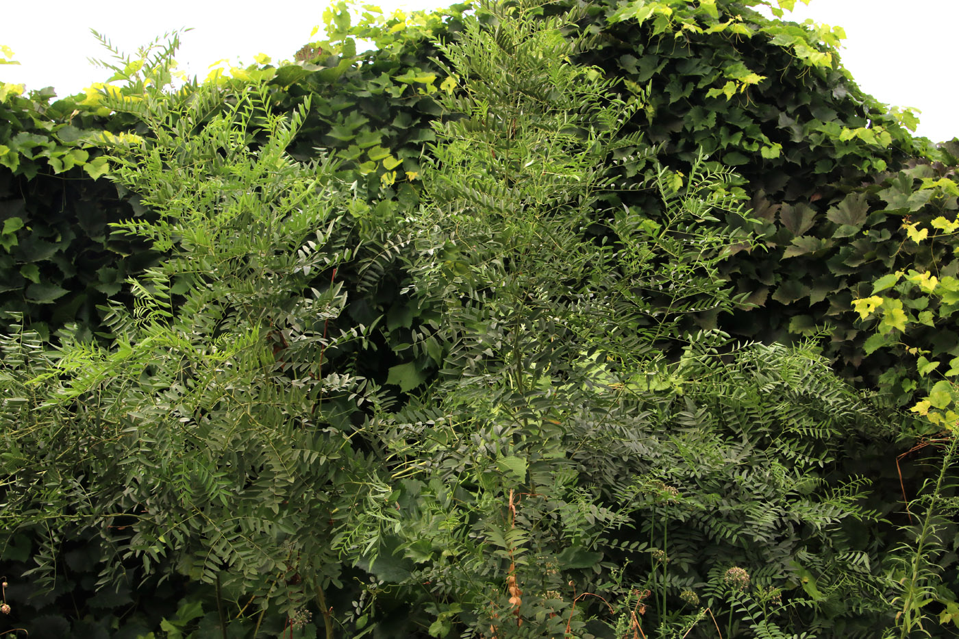 Image of Glycyrrhiza glabra specimen.