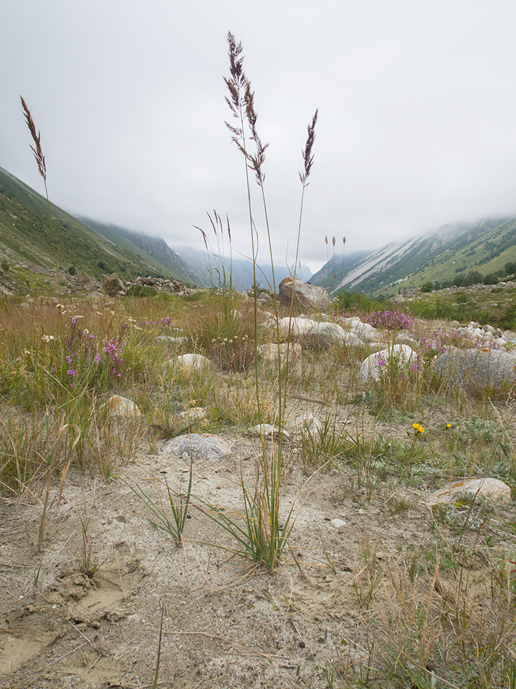 Изображение особи Calamagrostis balkharica.