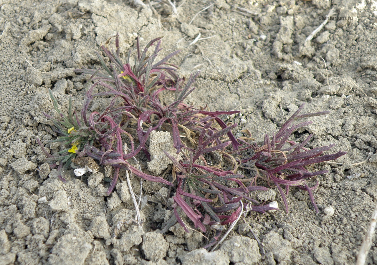 Image of Ajuga glabra specimen.