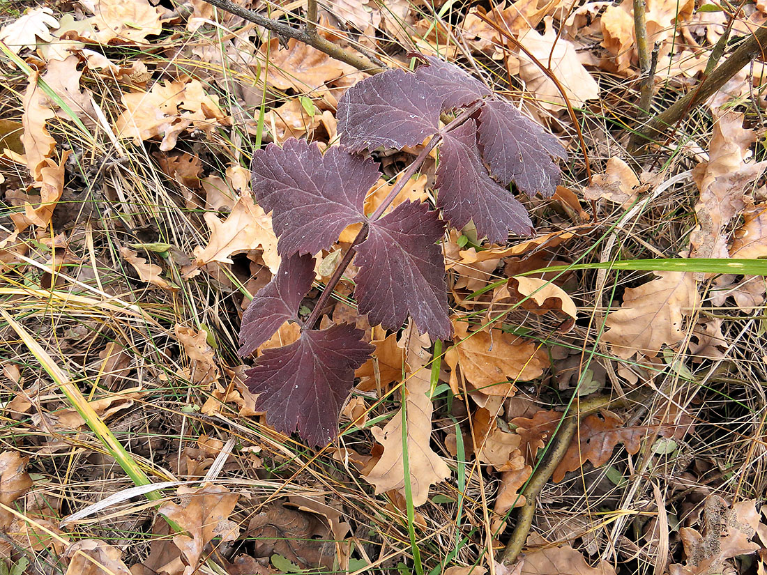 Image of Pimpinella saxifraga specimen.