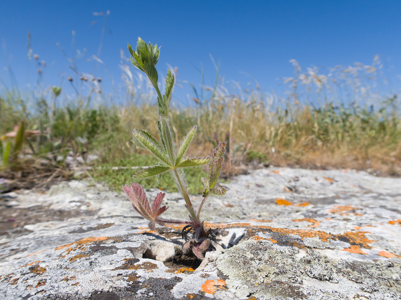 Image of Potentilla taurica specimen.