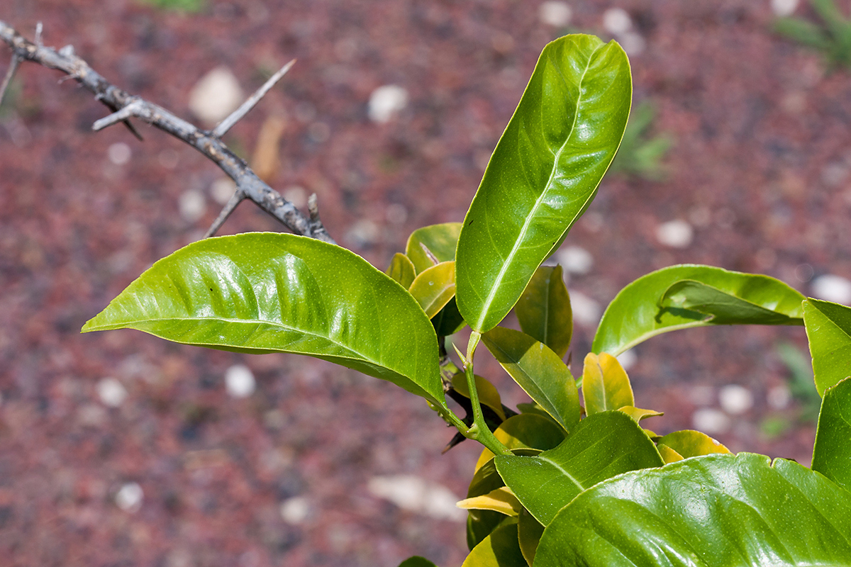 Image of Citrus &times; paradisi specimen.