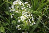 Cardamine amara. Верхушка цветущего растения среди Equisetum fluviatile. Костромская обл., Чухломской р-н, берег Зеркального озера, заболоченный участок. 31 мая 2021 г.