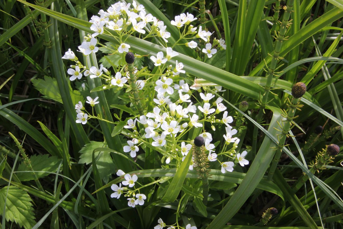 Изображение особи Cardamine amara.