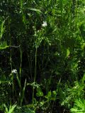 Thalictrum petaloideum