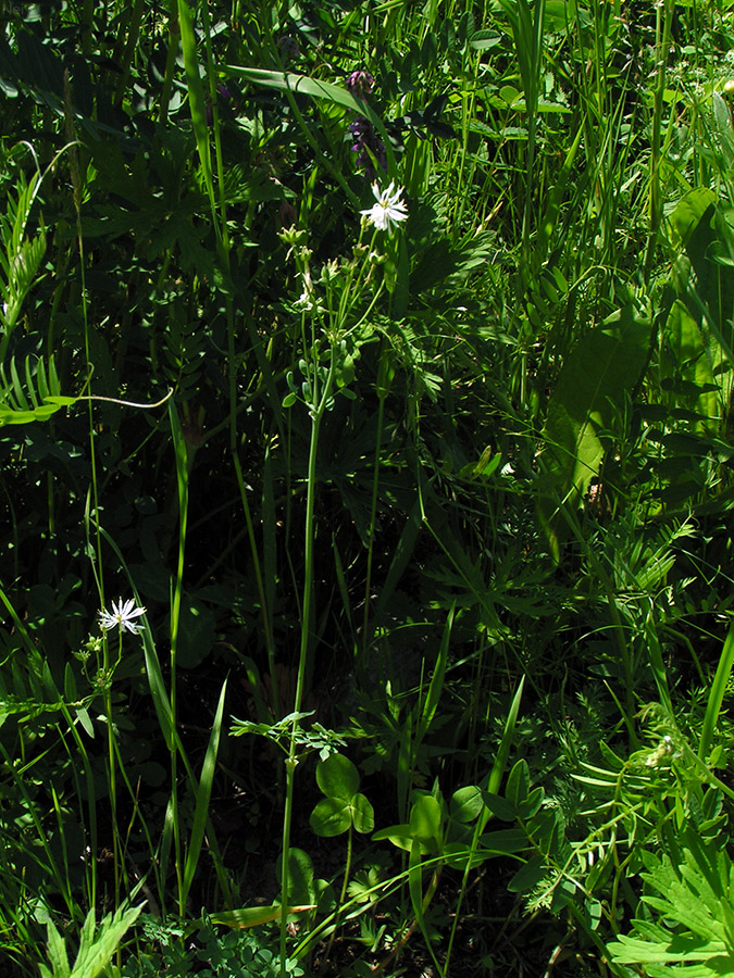 Изображение особи Thalictrum petaloideum.