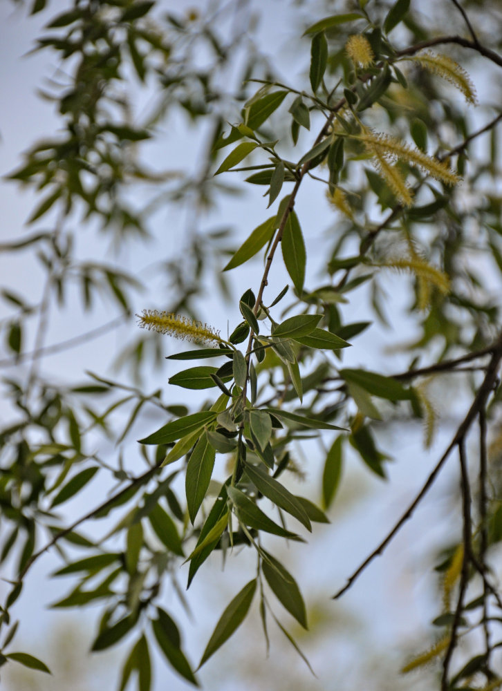 Изображение особи Salix alba.