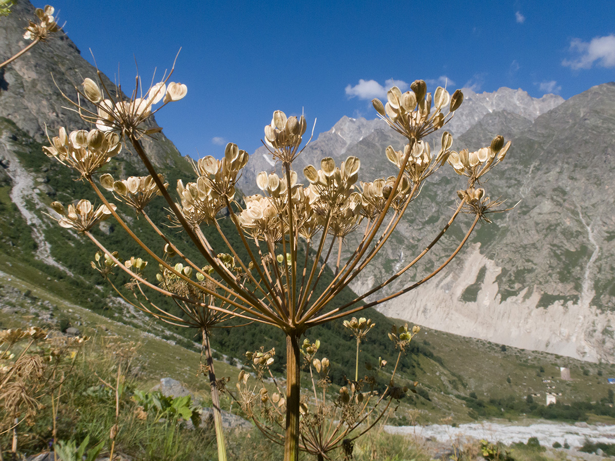 Изображение особи Heracleum ponticum.